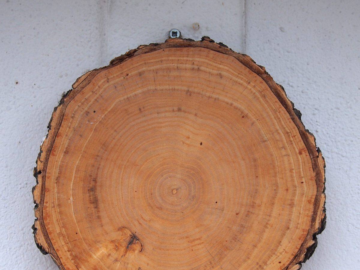 Trunk slice of Norway maple (Acer platanoides) with fine, even annual rings