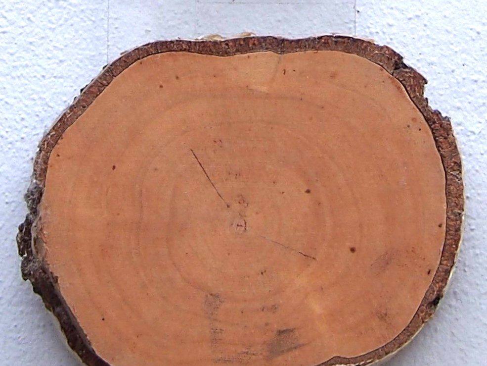 Stammscheibe einer Hängebirke (Betula pendula) mit heller Schnittfläche und dunkler Rinde