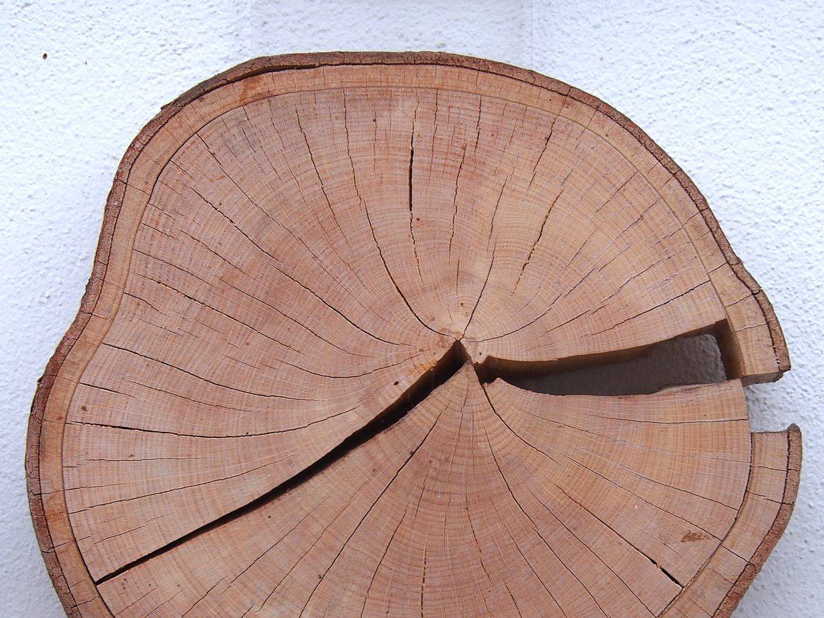 Trunk slice of European beech (Fagus sylvatica) with a reddish cut face and a drying crack