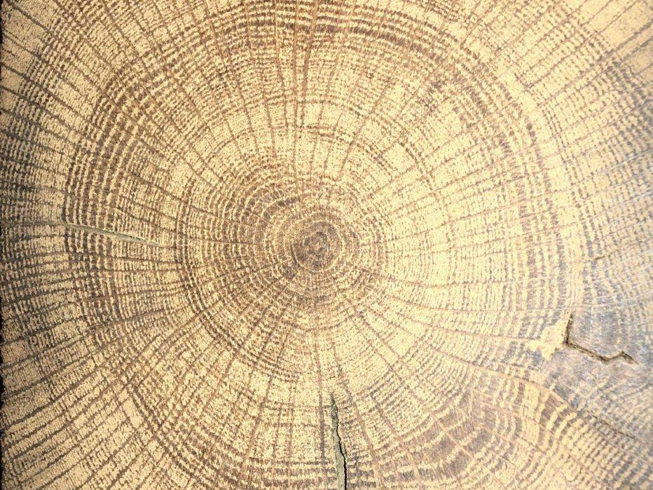Čelo hrasta lužnjaka (Quercus robur) sa gusto poređanim godovima
