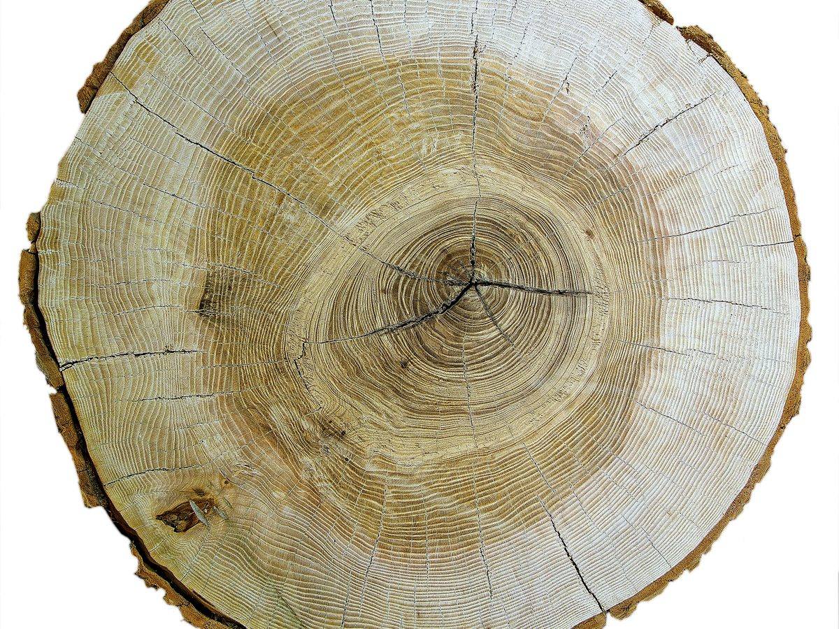 Trunk slice of ash (Fraxinus excelsior) with pale, faintly greenish wood