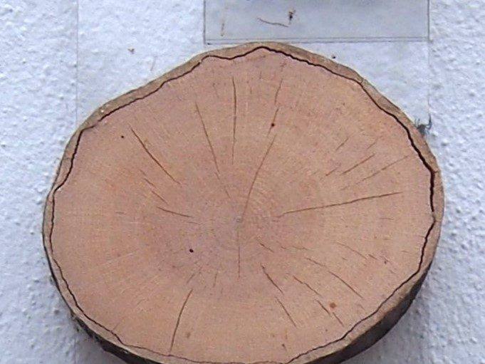 Trunk slice of hornbeam (Carpinus betulus) with a pale, almost white cut face