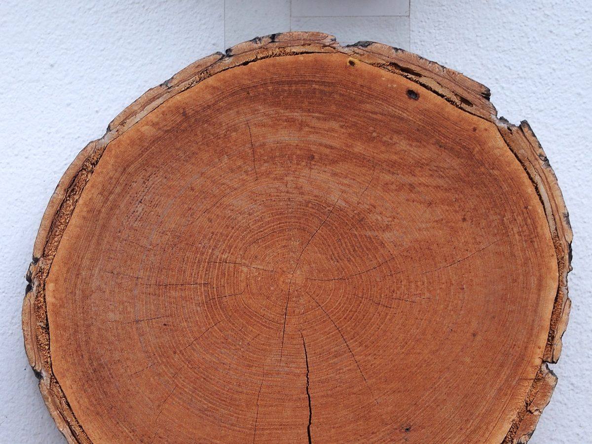 Trunk slice of sweet chestnut (Castanea sativa) with sharply marked annual rings