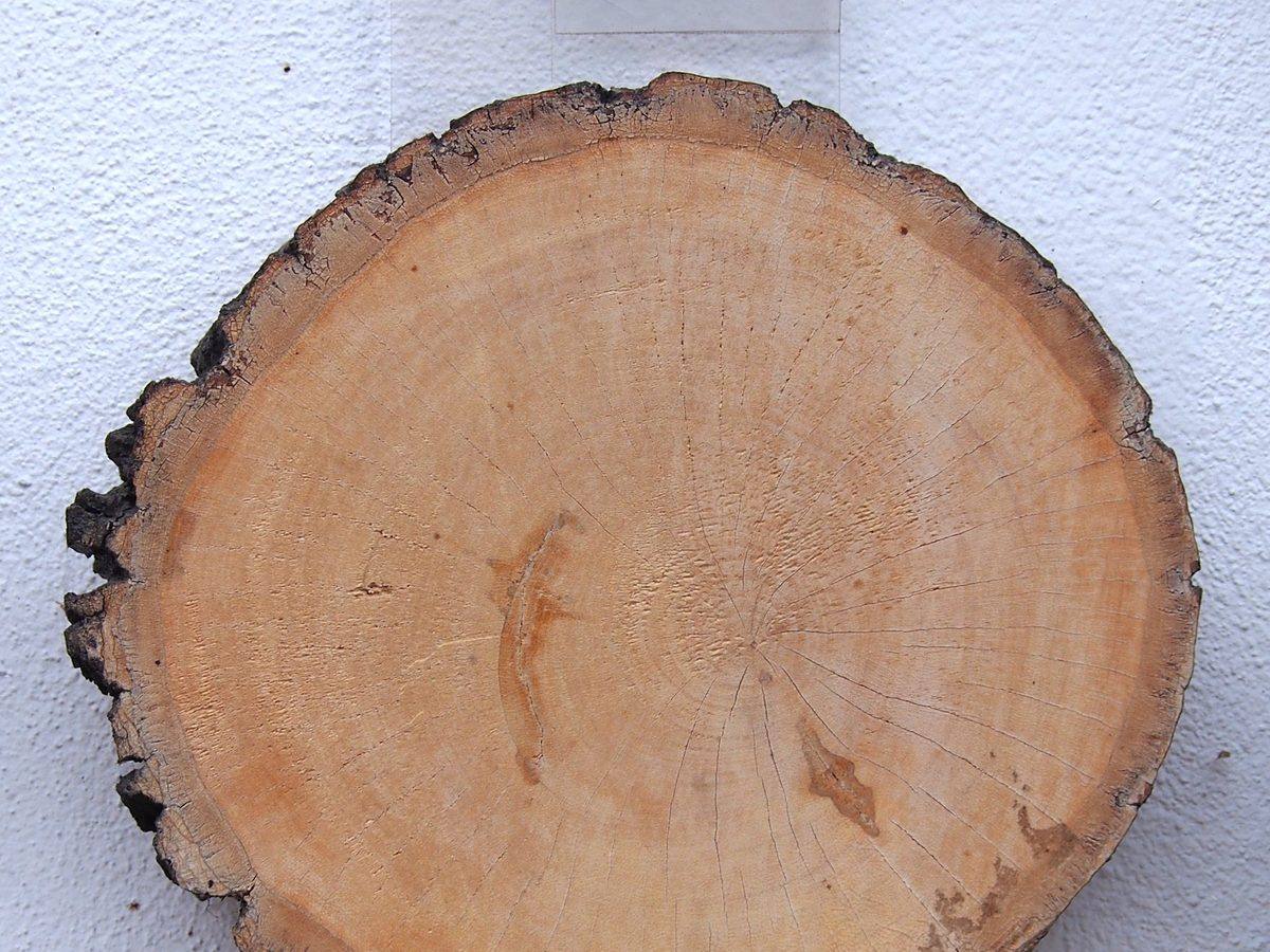 Presek debla srebrnaste lipe (Tilia tomentosa) sa širokim, ujednačenim godovima