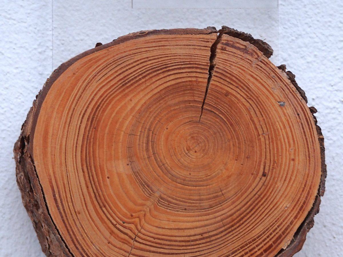 Presek debla ariša (Larix decidua) sa crvenkastim, široko razmaknutim godovima