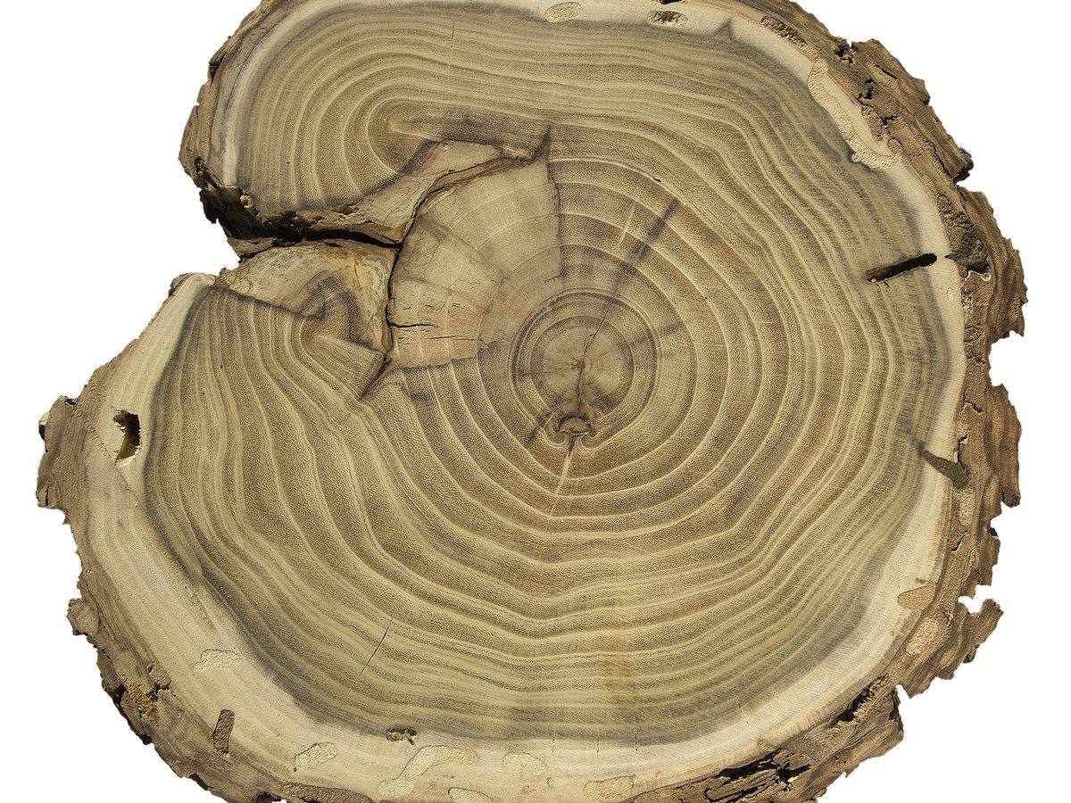 Presek debla bagrema (Robinia pseudoacacia) sa maslinastozelenom srži i svetlom bjeljikom