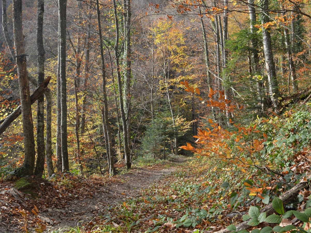 Autumn deciduous forest with a woodland track in Kozara National Park, Bosnia and Herzegovina